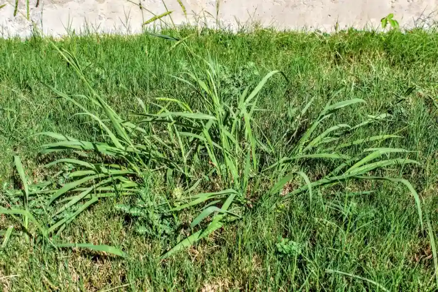Local Mowing Weed in Fargo, ND