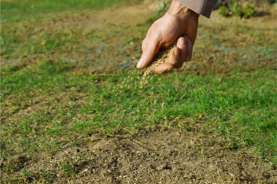 Overseeding Benefits for Seasonal Lawns Fargo, ND Overseeding Benefits for Seasonal Lawns Fargo, ND