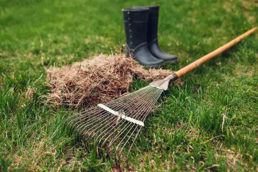 Signs Your Lawn Needs Dethatching in Fargo, ND Signs Your Lawn Needs Dethatching in Fargo, ND